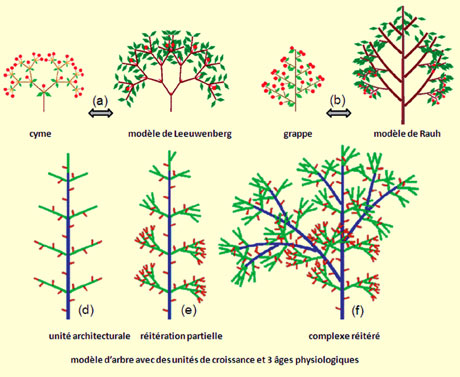Analogie entre la structure des inflorescences et l'architecture des arbres