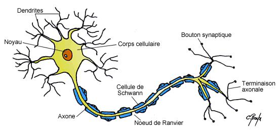 dessin-neurone