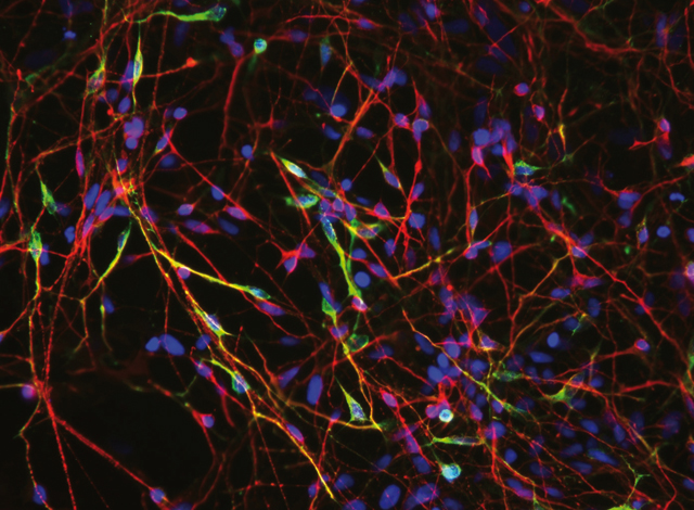 image de neurones