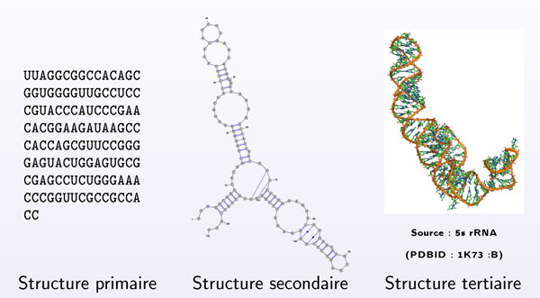 Trois niveaux de représentation de la structure d'une molécule d'ARN