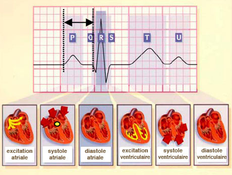 phases de la contraction cardiaque et ECG