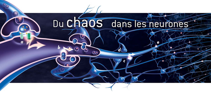 Du chaos dans les neurones