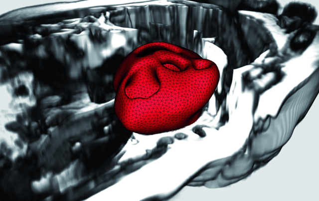 Anatomie du cœur en 3D