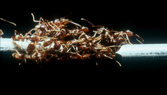 Formation d'un pont vivant chez la fourmi d'Argentine « Linepithema humile ».