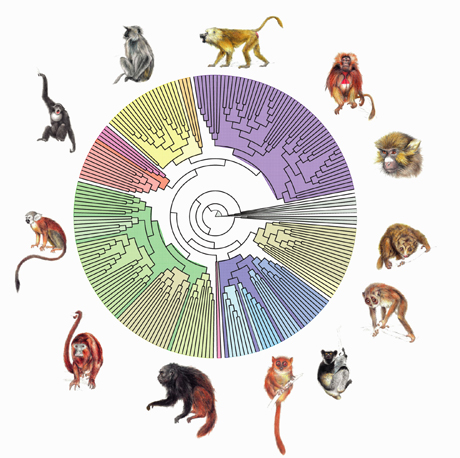 Arbre phylogénétique des primates