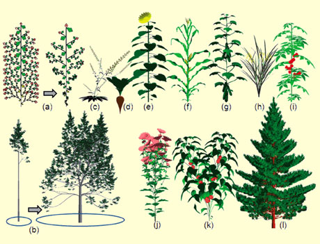 Simulation de la croissance des plantes et de leur plasticité avec le modèle GreenLab