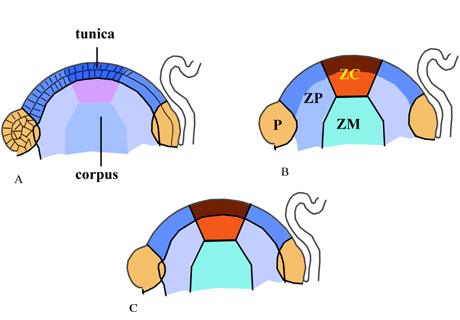 Modèle d'organisation du méristème apical caulinaire des angiospermes.