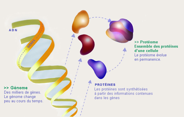 La cellule : du génome au protéome